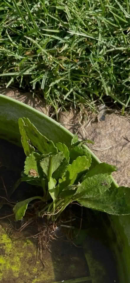 Photo of free 7 very small white daisy plants (Welling DA16) #1