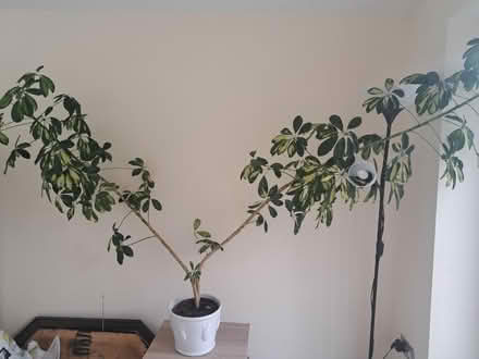 Photo of free Large Houseplant (Weston BA1) #1