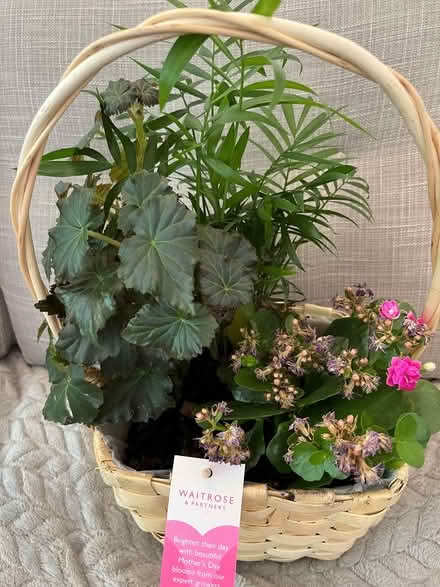 Photo of free Waitrose basket of plants (Lower Morden SM4) #1