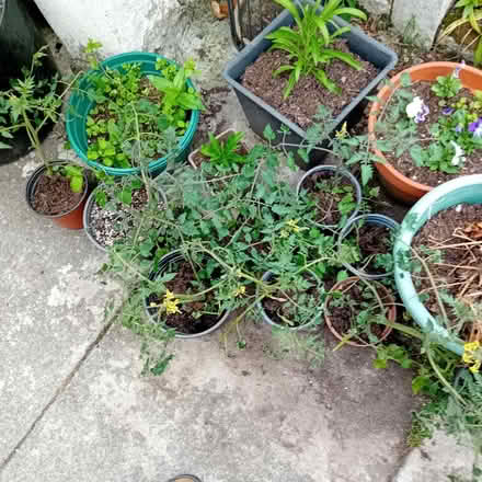 Photo of free Tomato plants x 8 and Sweet Pepper plants x 6 (Denton M34) #1