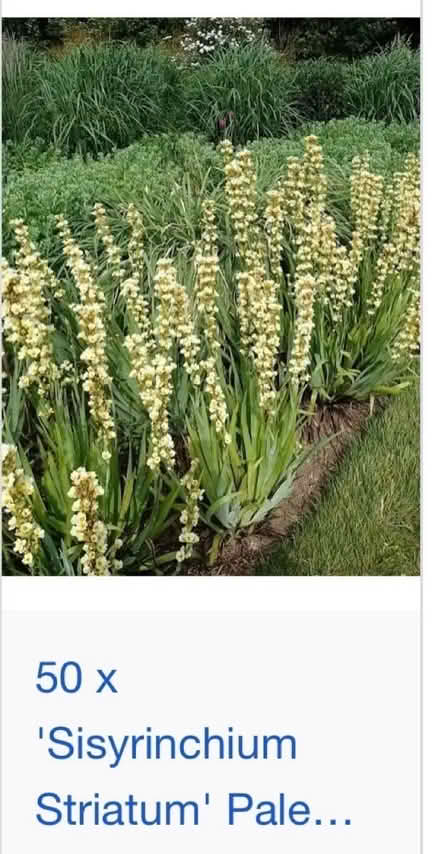Photo of free Lots of baby plants of this (Welling DA16) #2