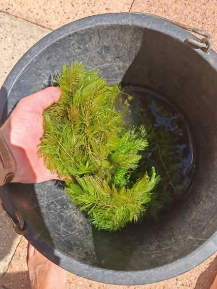 Photo of free Pond plant (Oakley RG23) #1