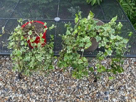Photo of free Variegated Trailing Ivy (Hellesdon NR6) #3