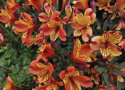 Photo of Plant Divisions (Cheshunt EN7) #3