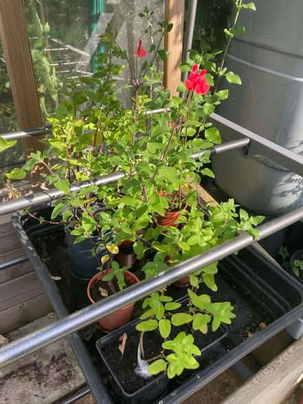 Photo of free Shrubby salvias (Chestfield CT5) #1