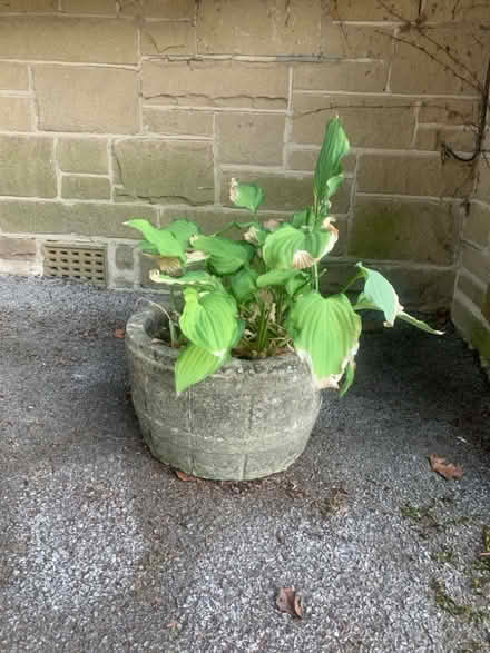 Photo of free Stone Effect planter (Baslow DE45) #1