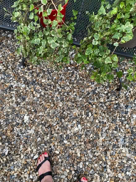 Photo of free Variegated Trailing Ivy (Hellesdon NR6) #2