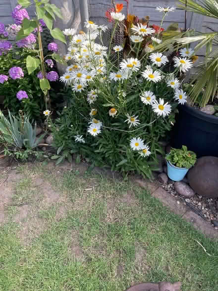 Photo of free 7 very small white daisy plants (Welling DA16) #2