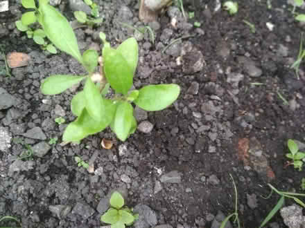 Photo of free Rooted gojiberry cuttings (Dublin central) #2