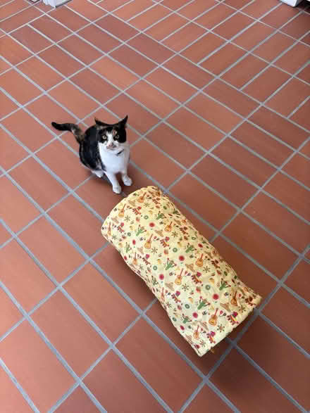 Photo of free Cat Fiesta Taco Tunnel (Ba2 2ax) #4