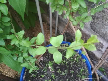 Photo of free Rooted gojiberry cuttings (Dublin central) #3