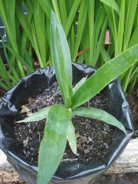 Photo of free Baby yucca (Dublin central) #2
