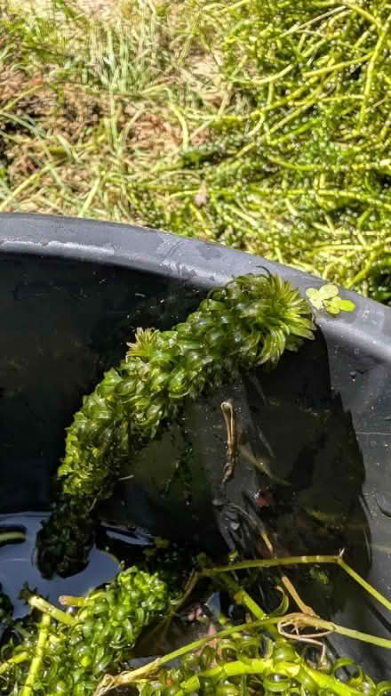 Photo of free Oxygenating pond plant (OX11 Didcot) #1