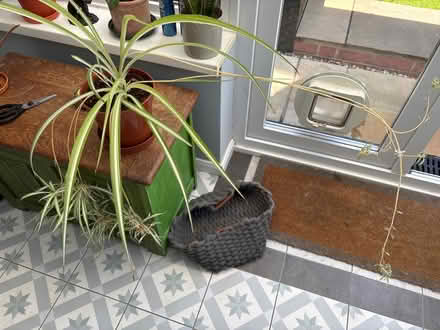Photo of free Mature spider plant with babies (Welling DA16) #4