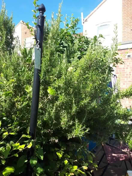 Photo of free Rosemary (NR2) #1