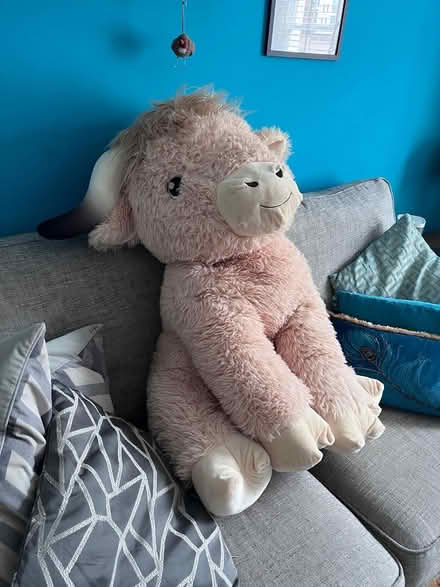 Photo of free Large Highland Cow (Hemel HP1) #4