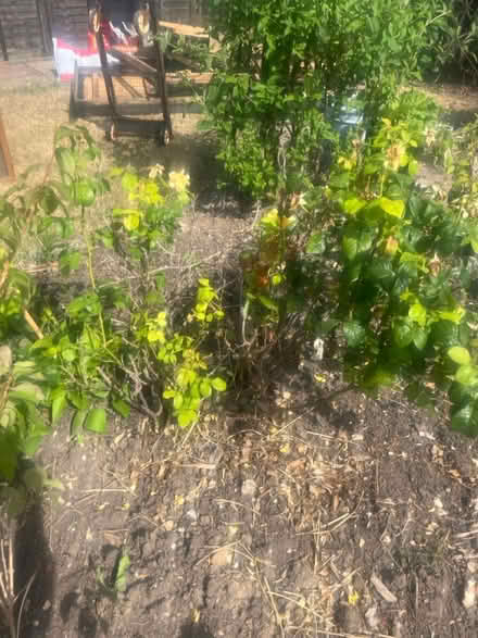 Photo of free Various plants (Middleton on sea) #2