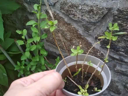 Photo of free Rooted gojiberry cuttings (Dublin central) #4