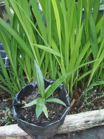Photo of free Baby yucca (Dublin central) #3