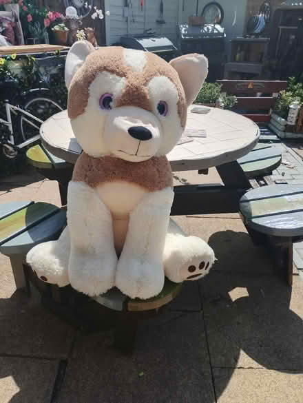 Photo of free Large cuddly dog smoke free house (Watford WD18) #2