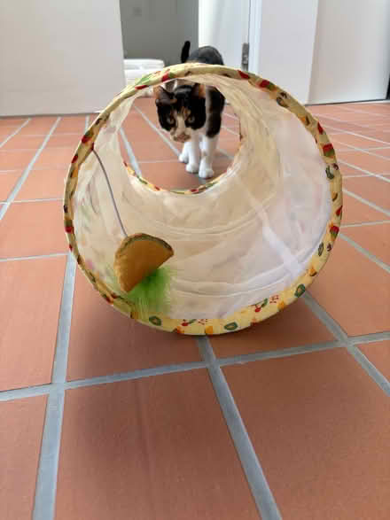 Photo of free Cat Fiesta Taco Tunnel (Ba2 2ax) #3
