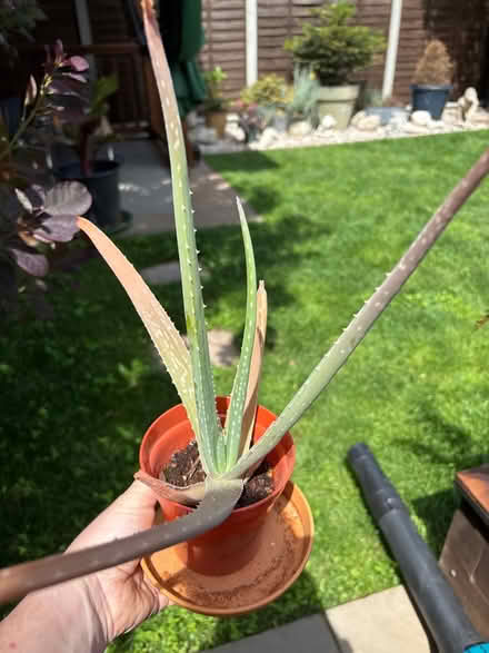 Photo of free Aloe Vera plant needs a little TLC (Welling DA16) #2