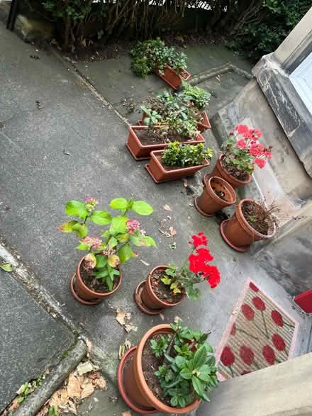 Photo of free Outdoor plants and planters (Comely Bank EH4) #1