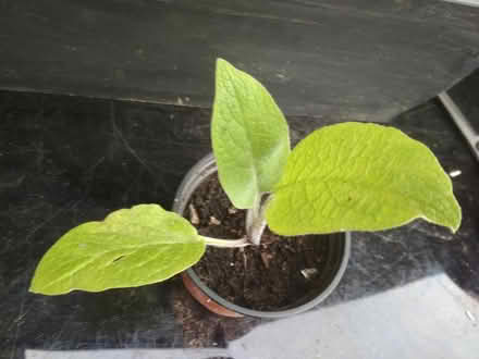 Photo of free Comfrey? (Dublin central) #2