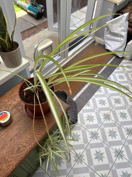 Photo of free Mature spider plant with babies (Welling DA16) #3