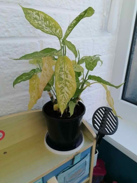 Photo of free Dieffenbachia houseplant (Langney BN23) #1