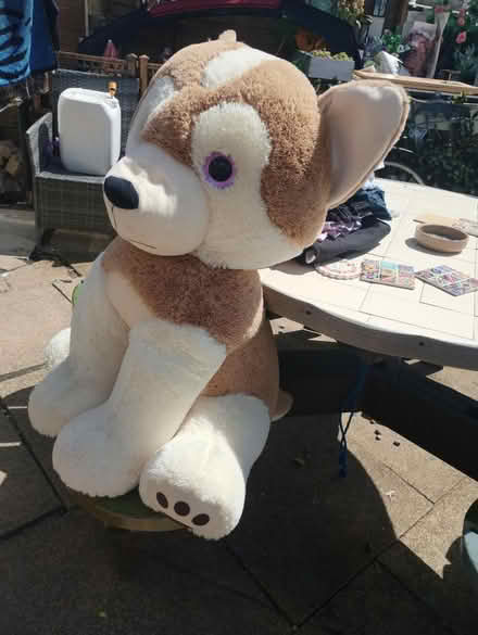 Photo of free Large cuddly dog smoke free house (Watford WD18) #1