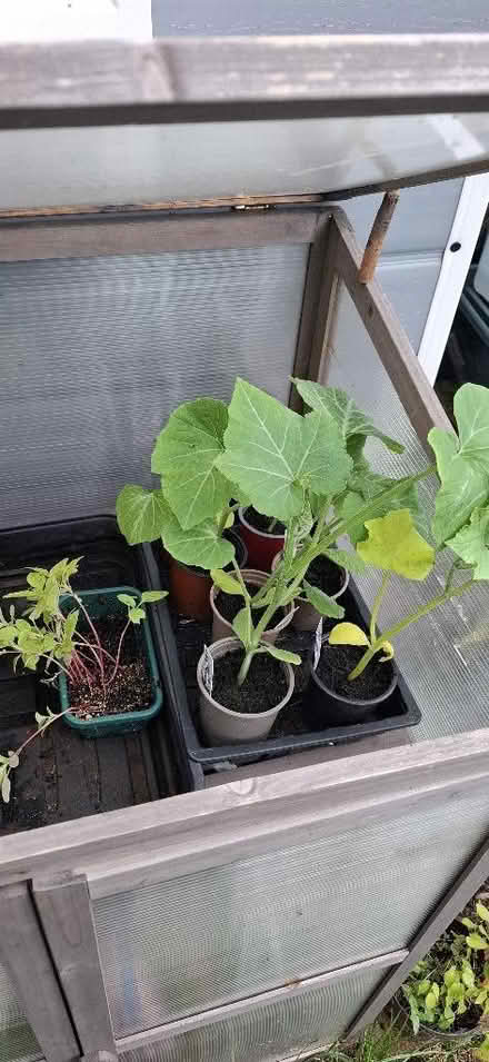 Photo of free Vegetable plants (Kirkby Thore CA10) #1