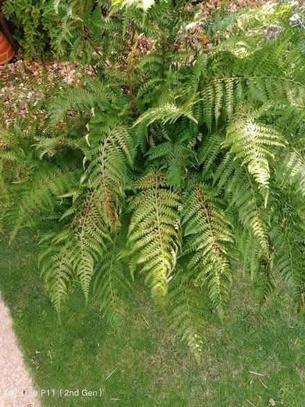 Photo of free Large garden fern (Minster Lovell) #1