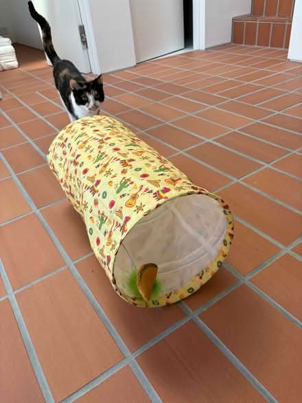 Photo of free Cat Fiesta Taco Tunnel (Ba2 2ax) #2
