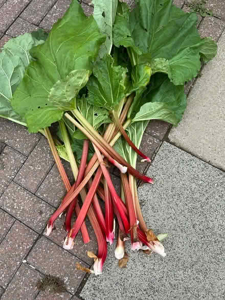 Photo of free rhubarb (Heysham LA3) #1