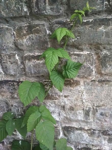 Photo of free Plant (Dublin central) #1