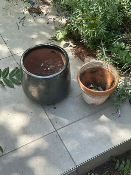 Photo of free 2 Pots (W4 Chiswick) #1