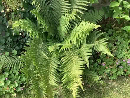 Photo of free Flourishing fern (Birchgrove CF14) #1