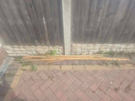 Photo of free Garden bamboo sticks (Buckland End B34) #1