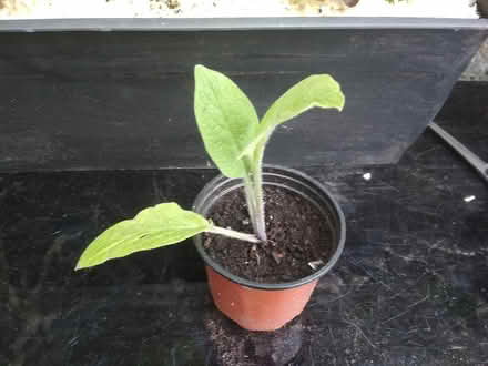 Photo of free Comfrey? (Dublin central) #1