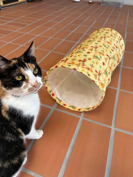 Photo of free Cat Fiesta Taco Tunnel (Ba2 2ax) #1