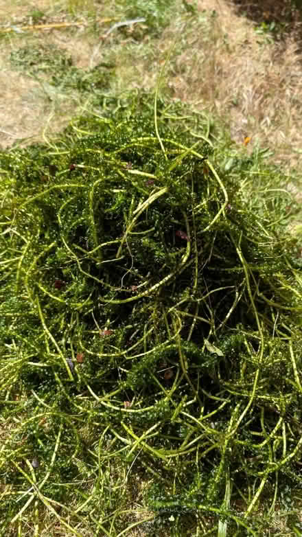 Photo of free Oxygenating pond plant (OX11 Didcot) #2