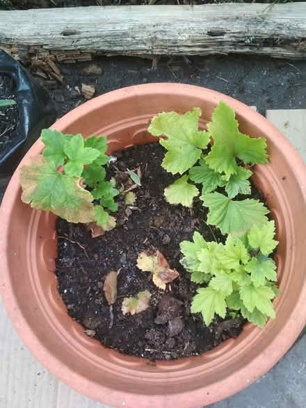 Photo of free Red currant rooted cuttings (Dublin central) #2