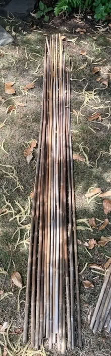 Photo of free Used bamboo garden canes (Horsell GU21) #1