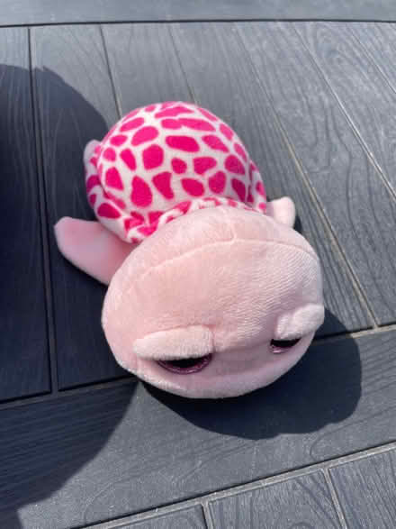 Photo of free Small soft turtle (BR6 Orpington / Chelsfield) #3