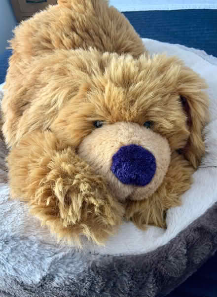 Photo of free Cute floppy dog. (Kendal LA9) #2