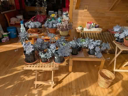 Photo of free More Echeveria (West Salem off Bonny Way) #1