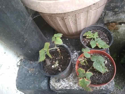 Photo of free Plant (Dublin central) #4