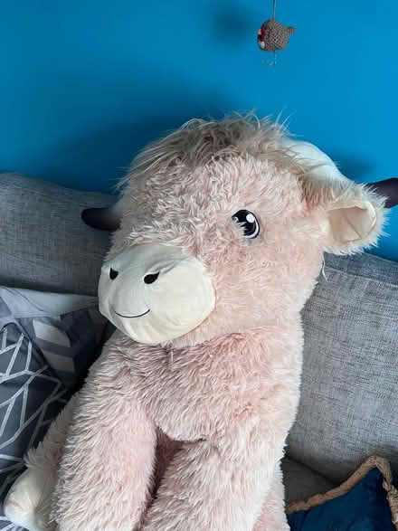 Photo of free Large Highland Cow (Hemel HP1) #3
