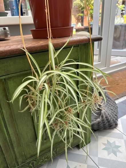 Photo of free Mature spider plant with babies (Welling DA16) #2